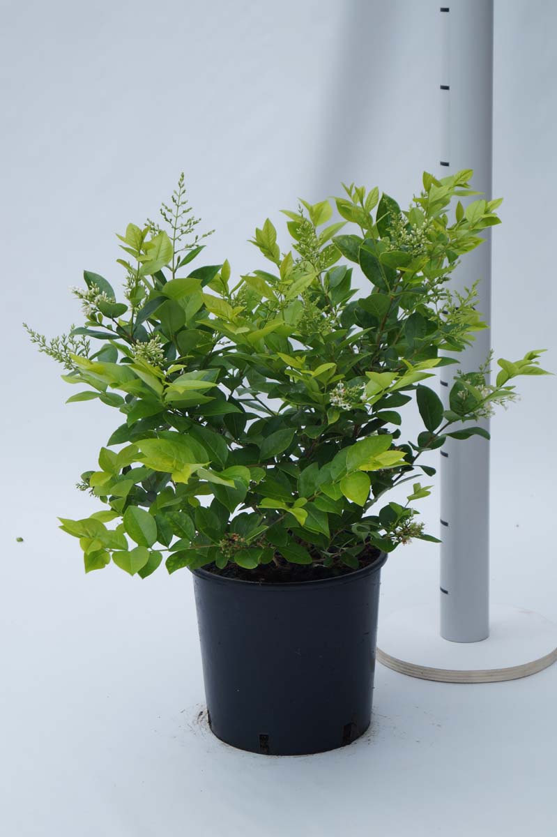 Ligustrum 'Vicaryi' Tuinplanten tuinplanten