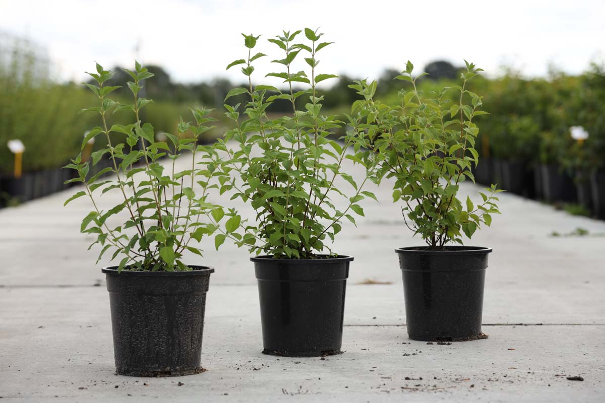 Philadelphus 'Belle Etoile' Tuinplanten tuinplanten