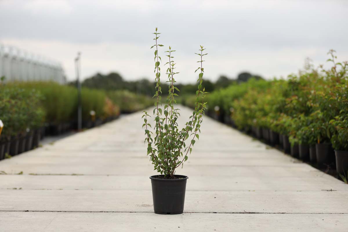 Philadelphus 'Lemoinei' Tuinplanten tuinplanten