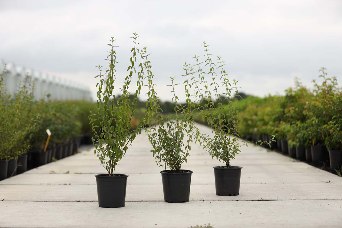Philadelphus 'Lemoinei' Tuinplanten tuinplanten