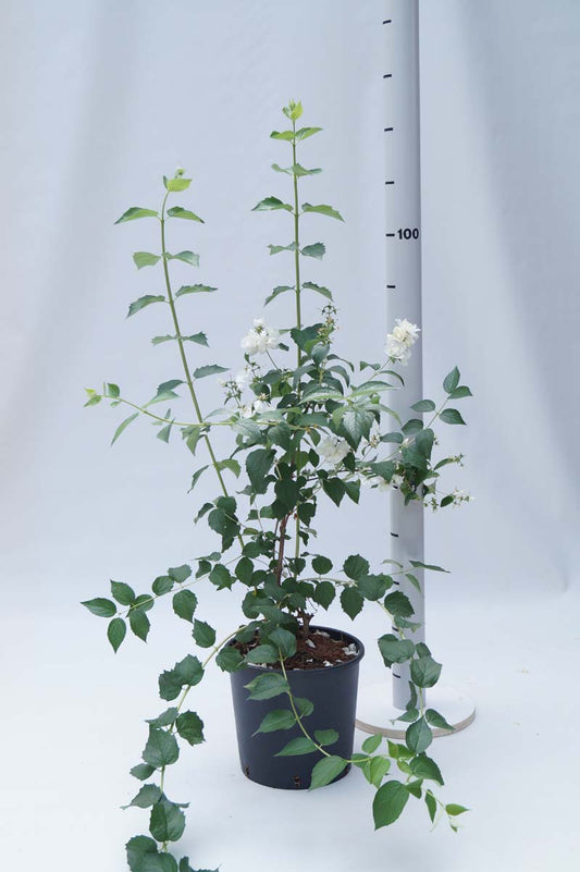 Philadelphus 'Snowbelle' Tuinplanten tuinplanten