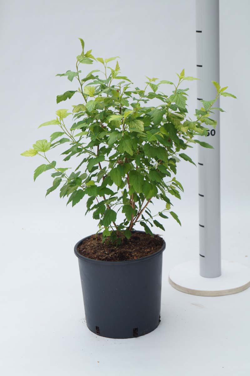 Physocarpus opulifolius 'Dart's Gold' Tuinplanten tuinplanten