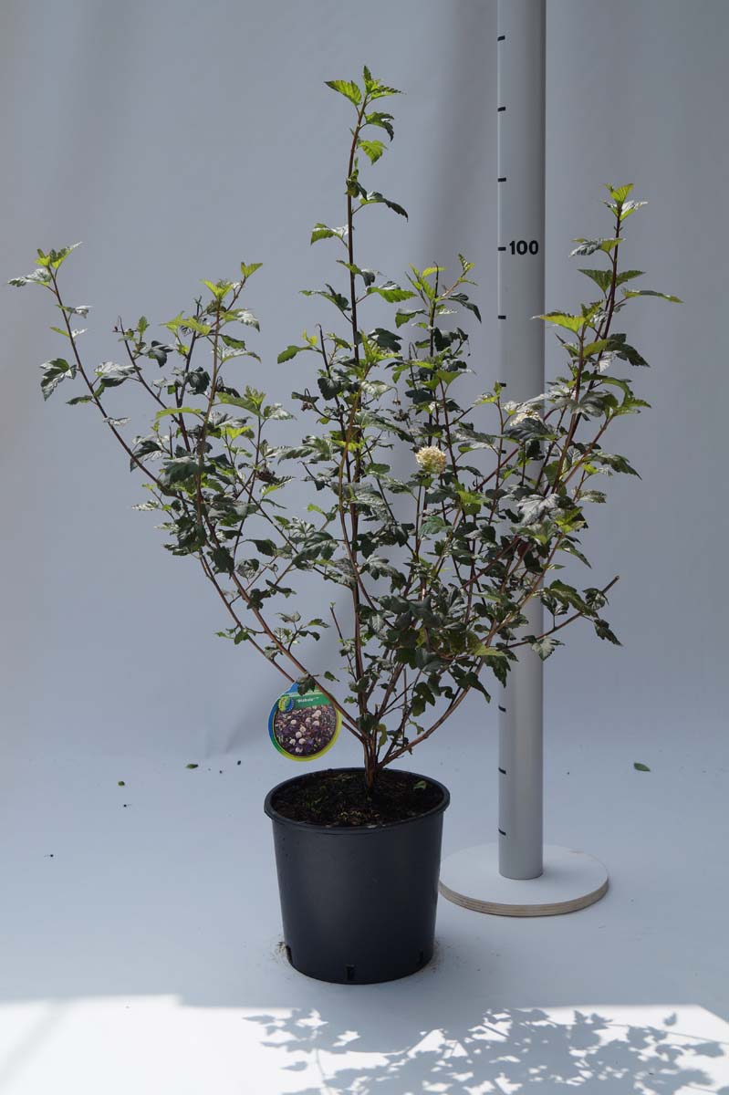 Physocarpus opulifolius 'Diabolo' Tuinplanten tuinplanten