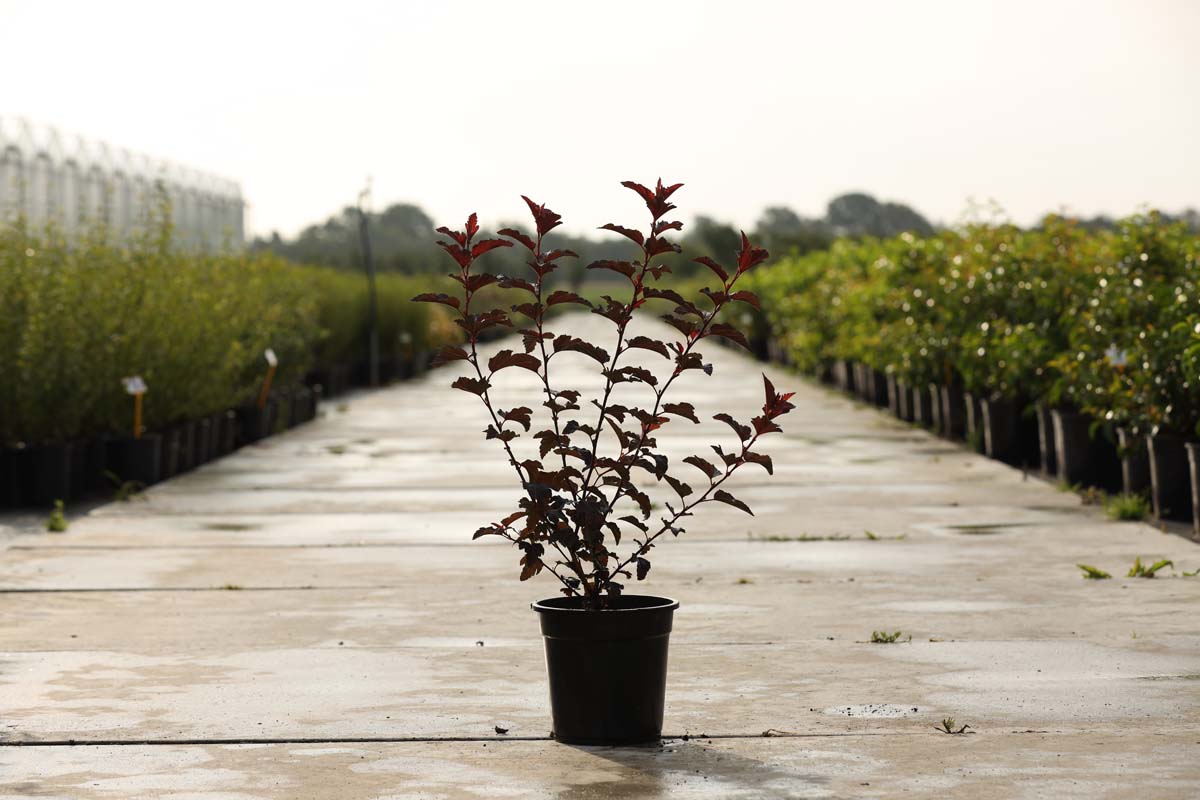 Physocarpus opulifolius 'Tuilad' Tuinplanten tuinplanten