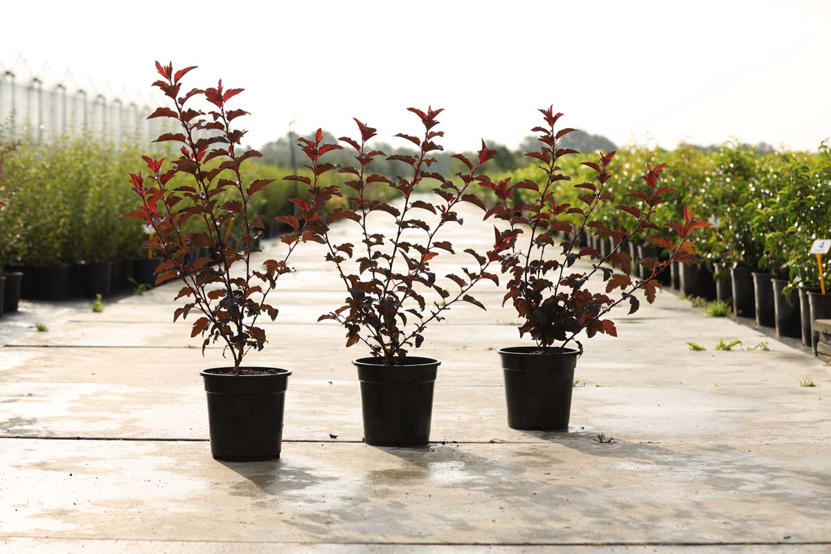 Physocarpus opulifolius 'Tuilad' Tuinplanten tuinplanten