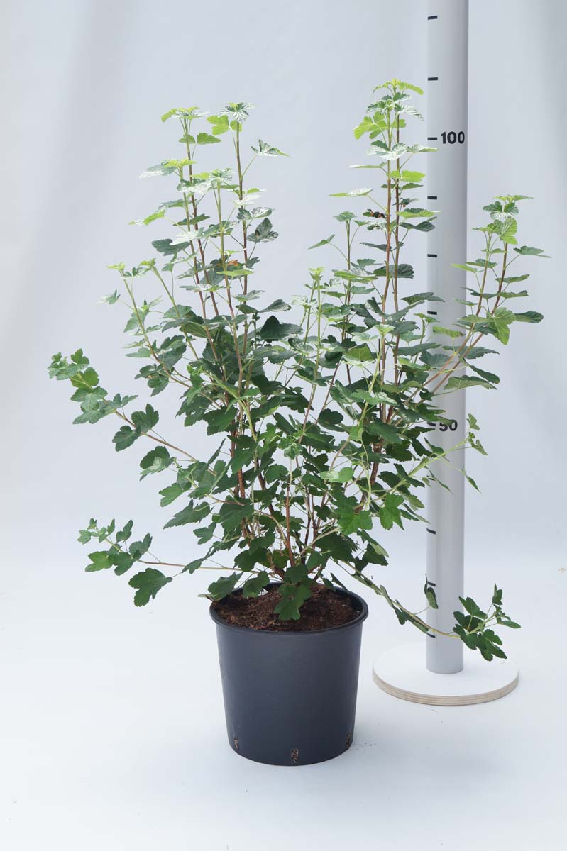 Ribes sanguineum 'King Edward VII' Tuinplanten tuinplanten