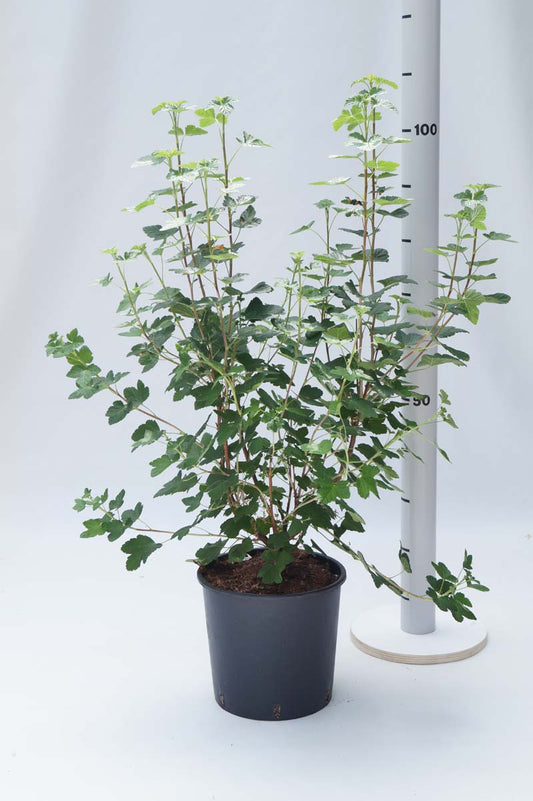 Ribes sanguineum 'King Edward VII' Tuinplanten tuinplanten