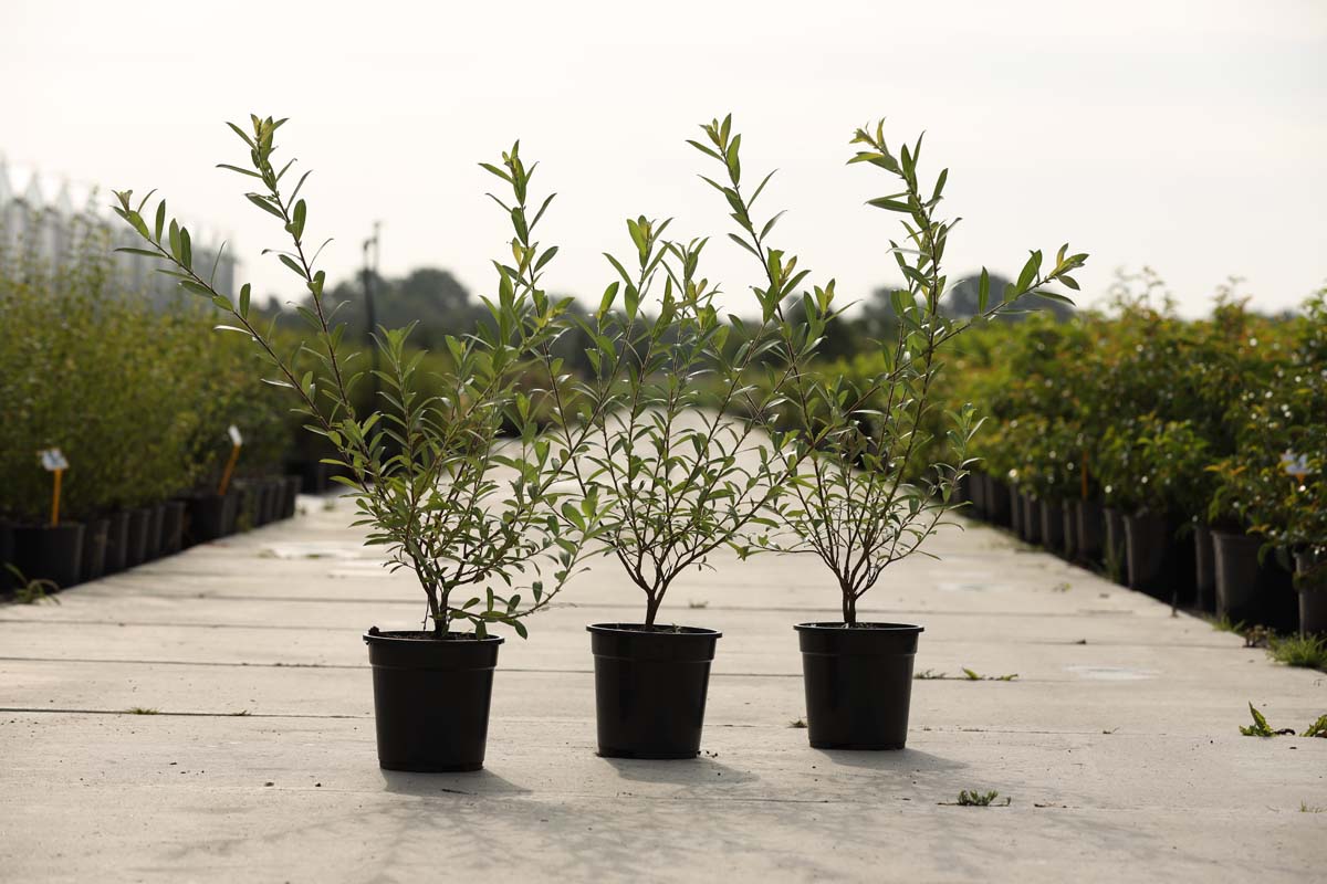 Salix gracilistyla 'Mt. Aso' Tuinplanten tuinplanten