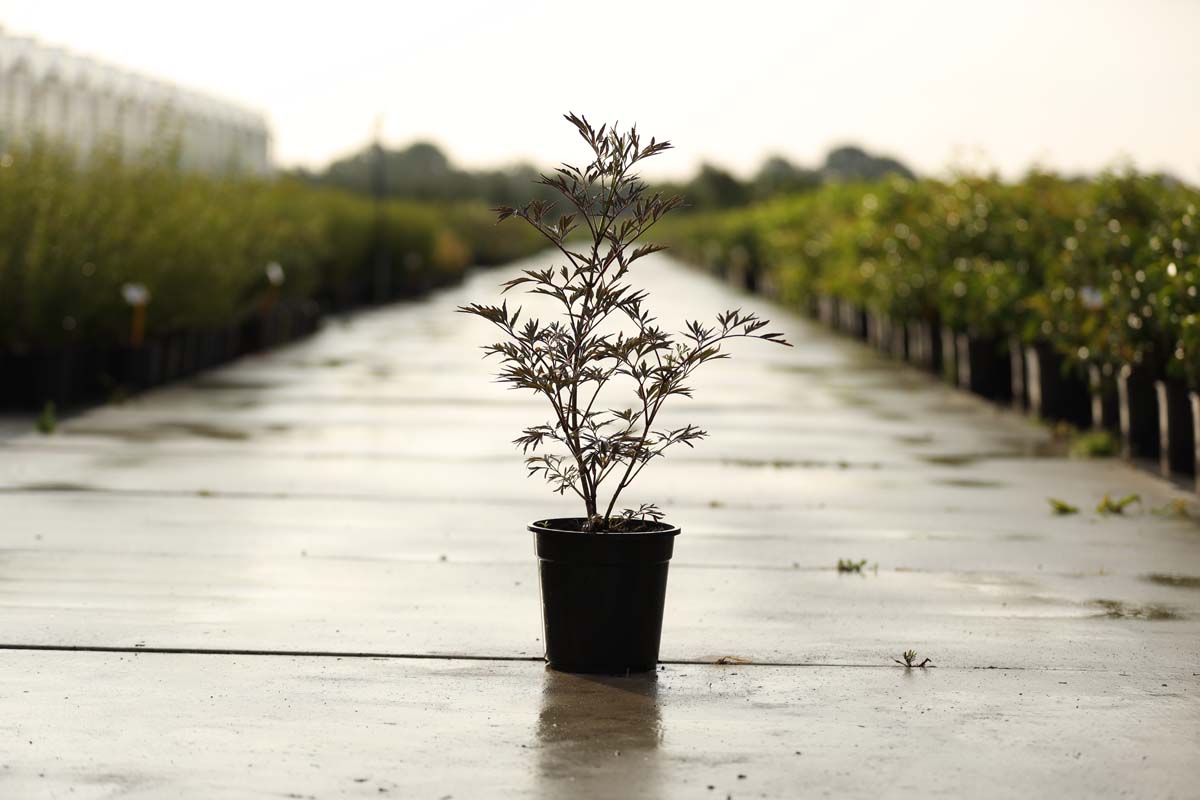 Sambucus nigra 'Eva' Tuinplanten tuinplanten