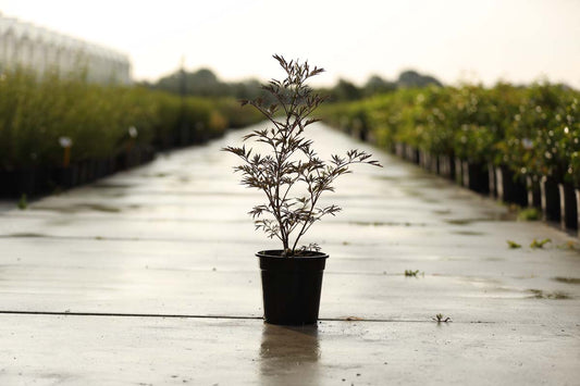 Sambucus nigra 'Eva' Tuinplanten tuinplanten