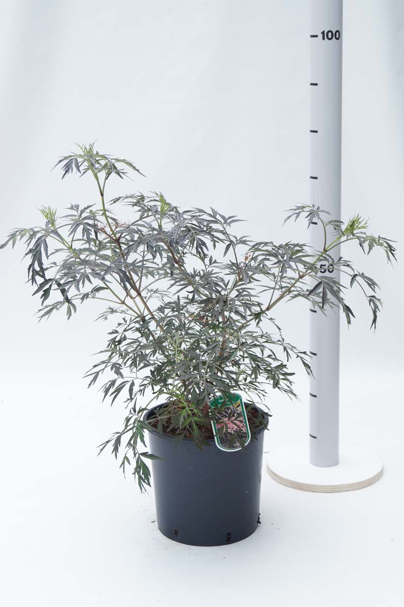 Sambucus nigra 'Eva' Tuinplanten tuinplanten