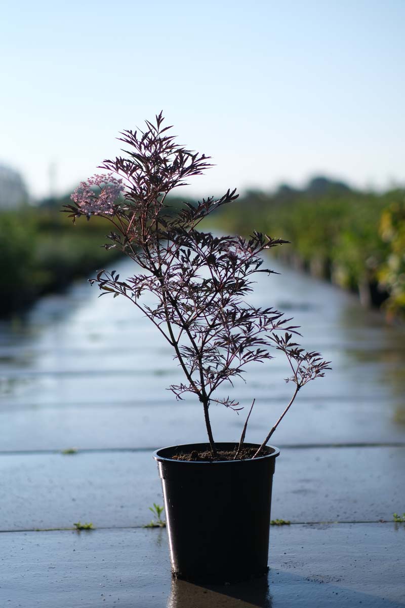 Sambucus nigra 'Eva' Tuinplanten tuinplanten