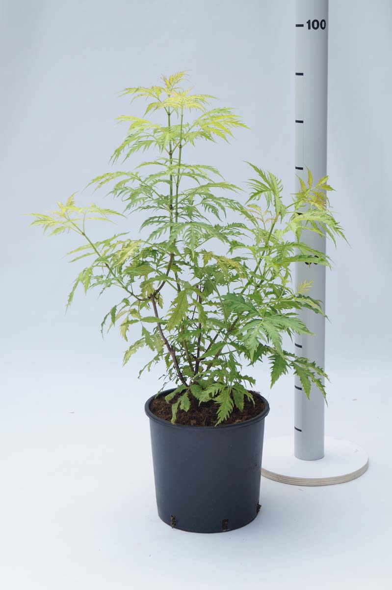 Sambucus racemosa 'Plumosa Aurea' Tuinplanten tuinplanten