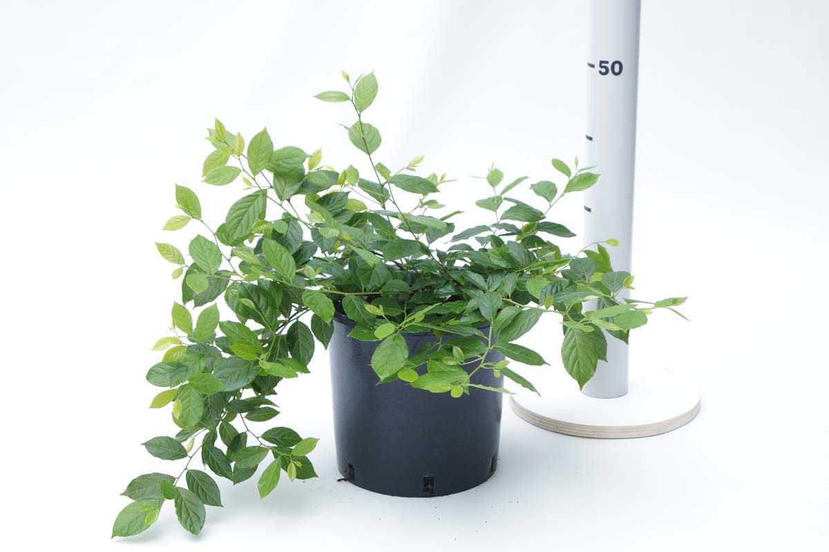 Sinojackia xylocarpa Tuinplanten tuinplanten