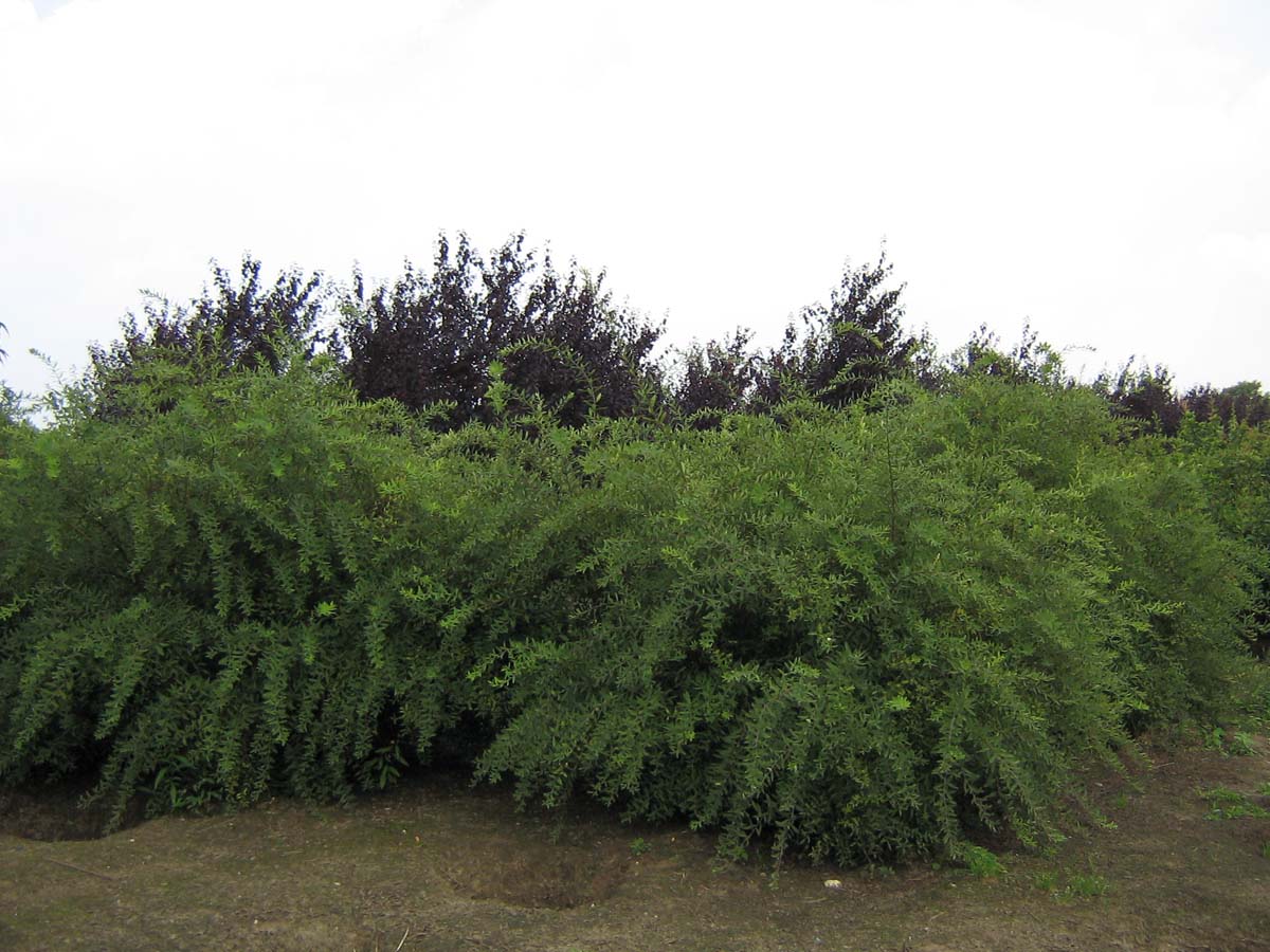 Spiraea cinerea 'Grefsheim' meerstammig / struik struik