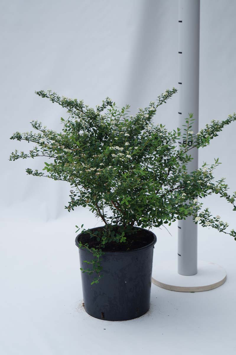 Spiraea nipponica 'Snowmound' Tuinplanten tuinplant