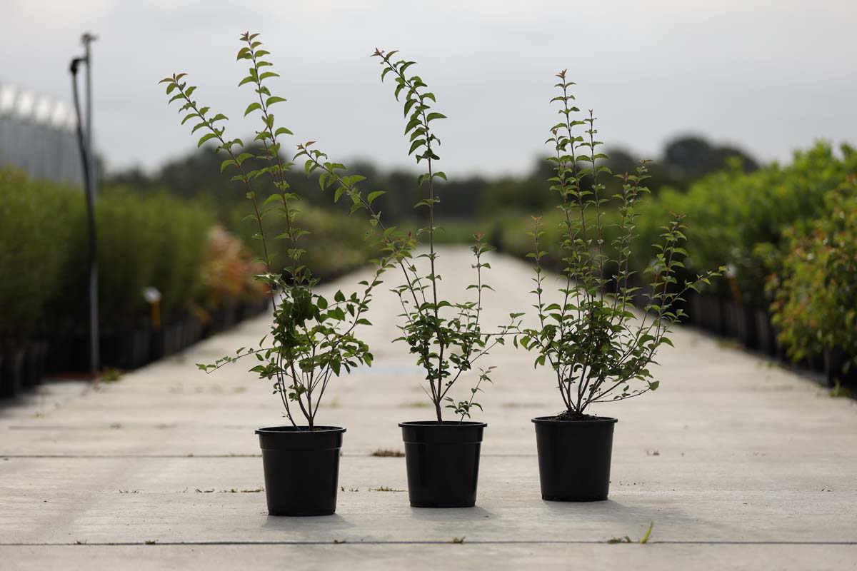 Syringa microphylla 'Superba' Tuinplanten tuinplanten