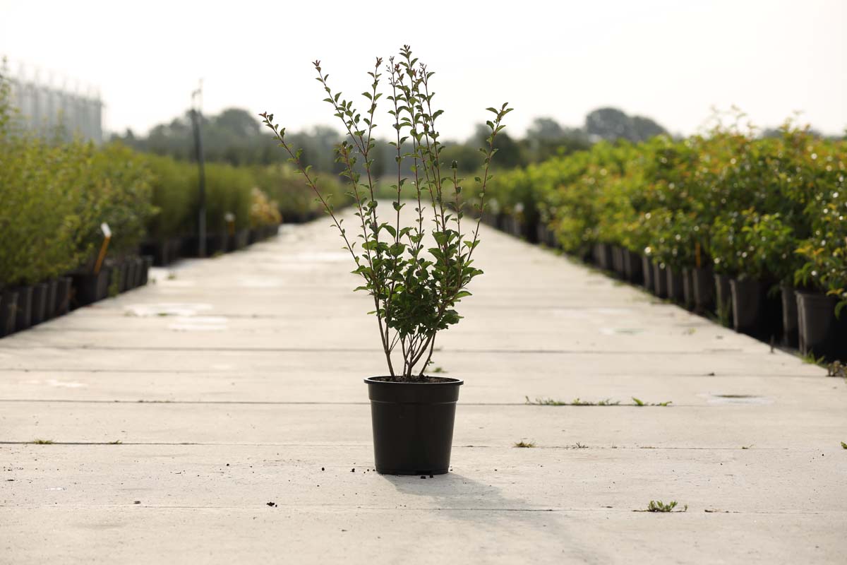 Syringa 'Red Pixie' Tuinplanten tuinplanten