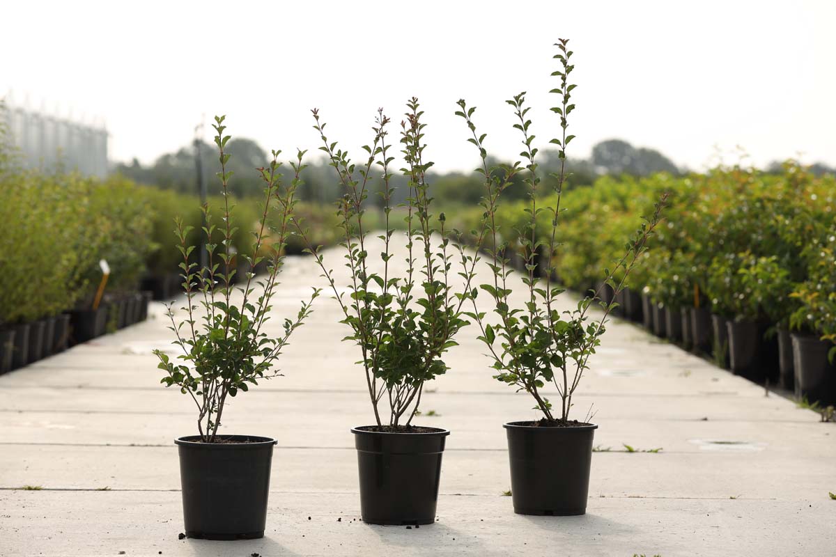 Syringa 'Red Pixie' Tuinplanten tuinplanten