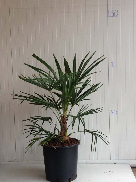 Trachycarpus fortunei Tuinplanten tuinplanten