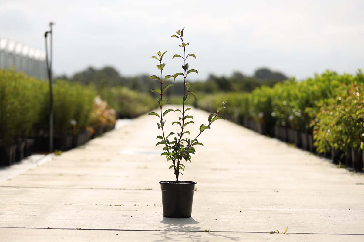 Viburnum bodnantense 'Dawn' Tuinplanten tuinplanten