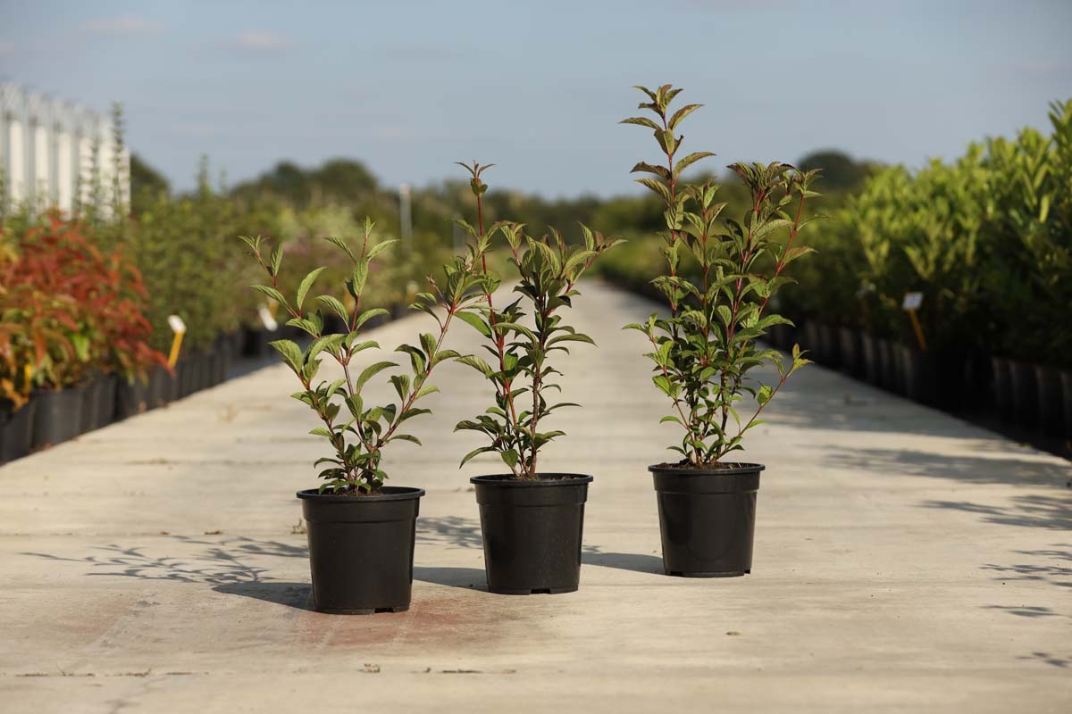 Viburnum bodnantense 'Dawn' Tuinplanten tuinplanten