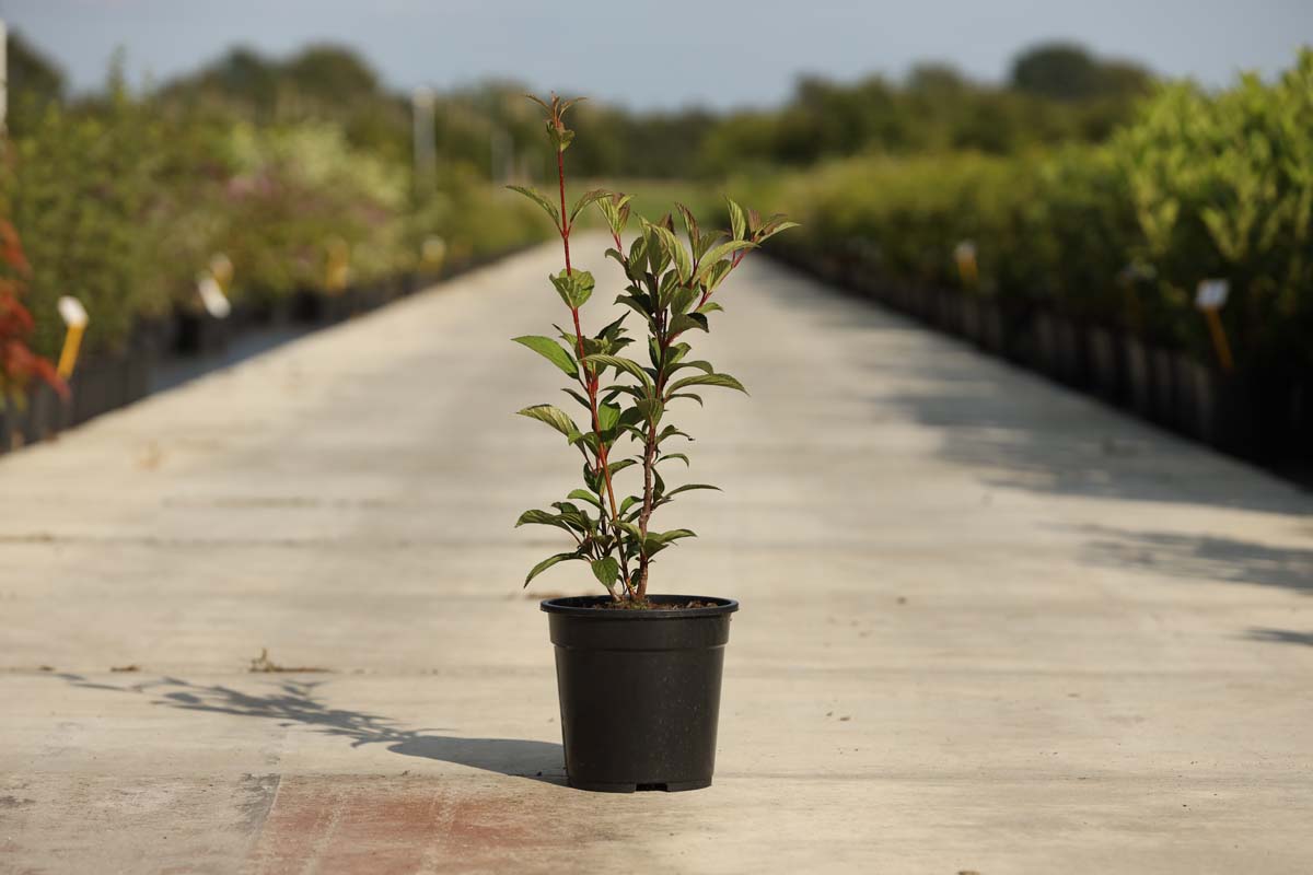 Viburnum bodnantense 'Dawn' Tuinplanten tuinplanten
