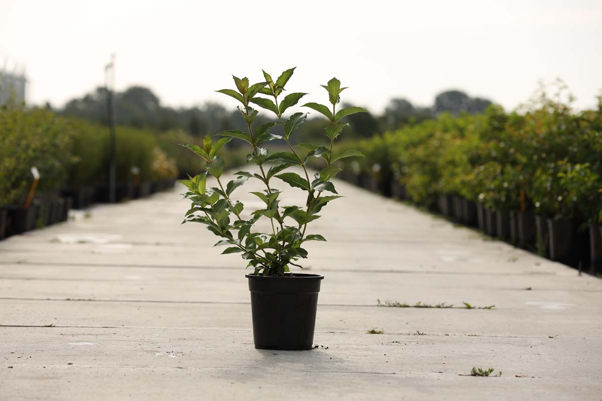 Weigela 'Eva Rathke' Tuinplanten tuinplanten