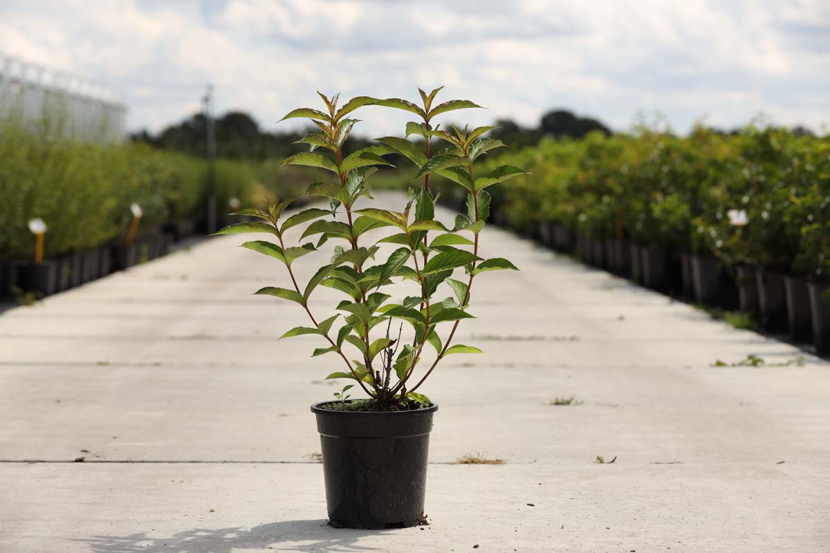 Weigela 'Bristol Ruby' Tuinplanten tuinplanten