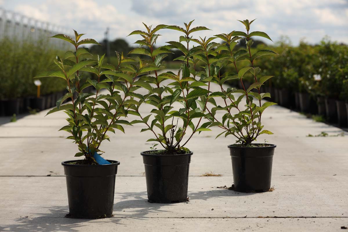 Weigela 'Bristol Ruby' Tuinplanten tuinplanten