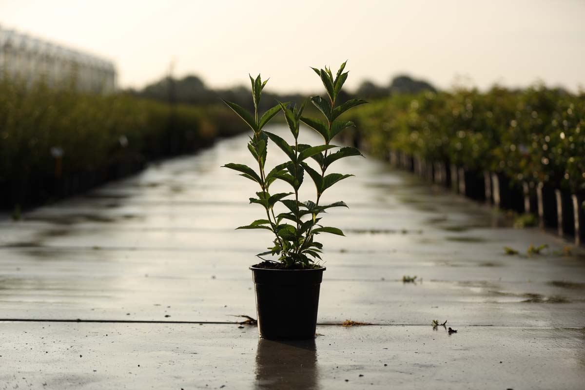 Weigela 'Candida' Tuinplanten tuinplanten