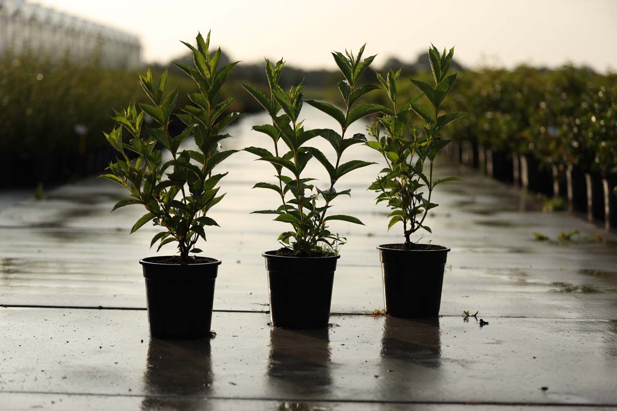 Weigela 'Candida' Tuinplanten tuinplanten