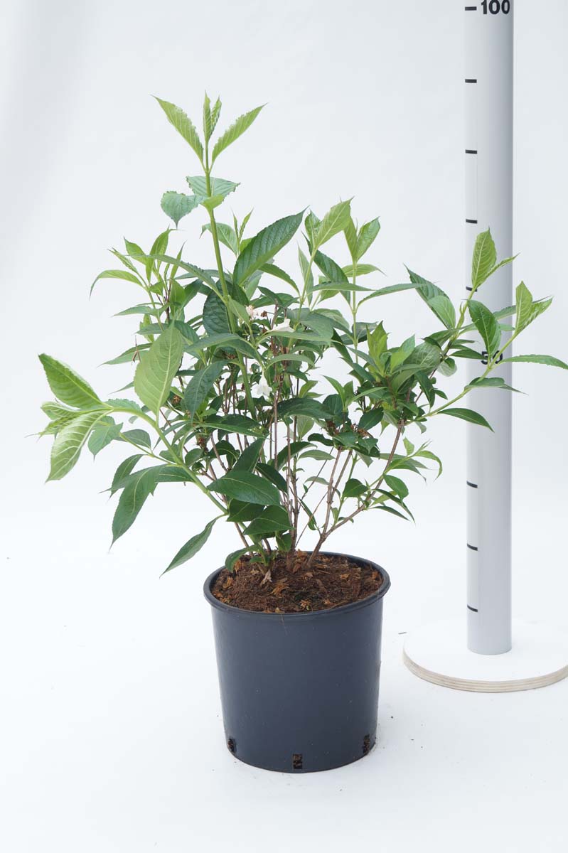 Weigela 'Candida' Tuinplanten tuinplanten