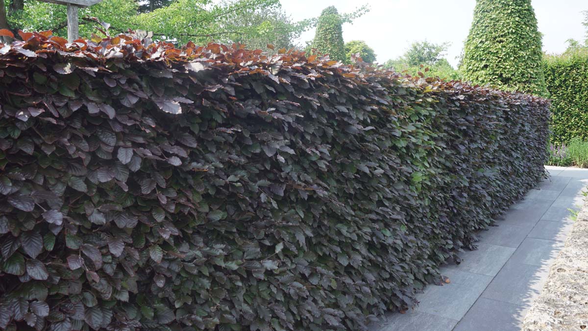 Fagus sylvatica 'Atropunicea' Heckenpflanze