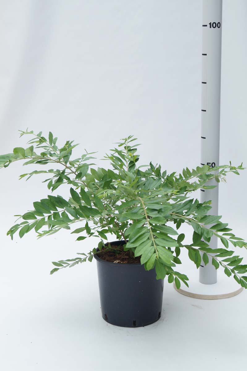 Ligustrum obtusifolium regelianum Tuinplanten