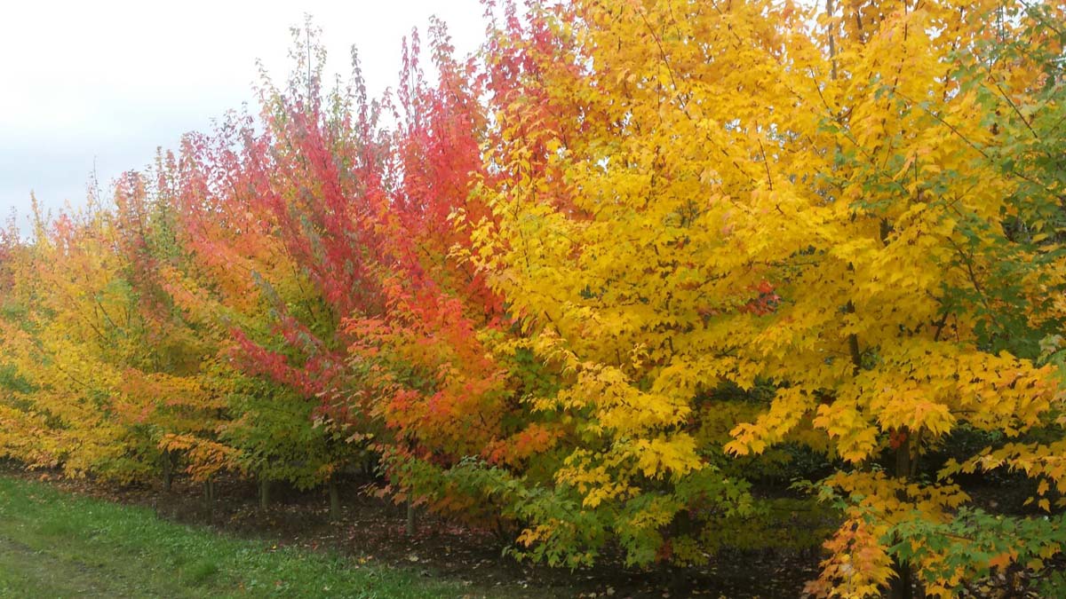 Acer rubrum meerstammig / struik meerstammig