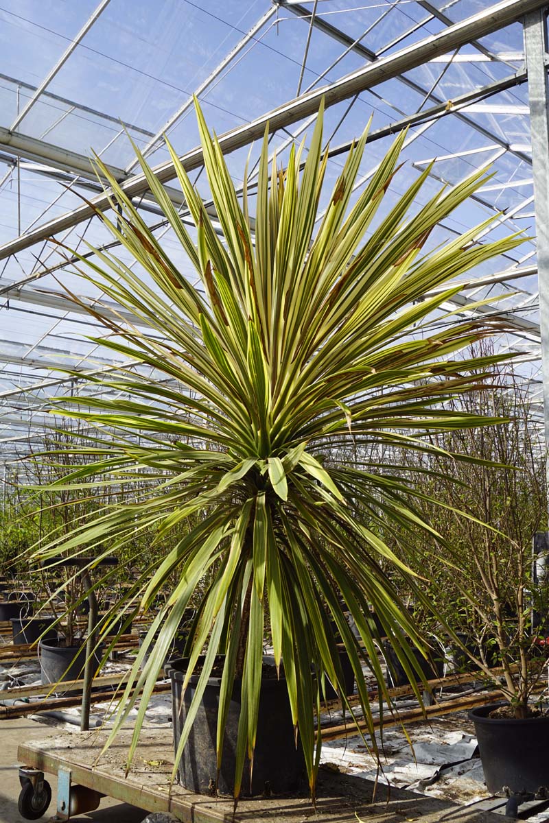 Cordyline australis 'Torbay Dazzler' Tuinplanten tuinplanten