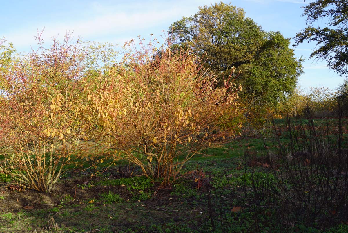 Cornus sanguinea 'Midwinter Fire' meerstammig / struik struik