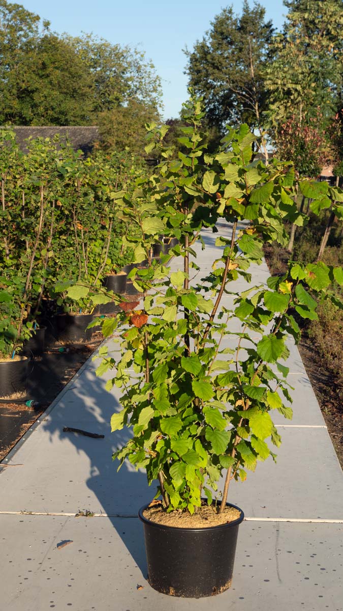 Corylus 'Tonda Gentile Delle Langhe' Tuinplanten tuinplanten