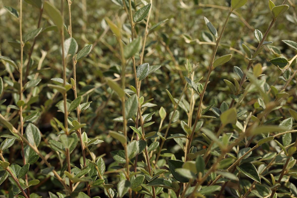 Cotoneaster franchetii meerstammig / struik struik