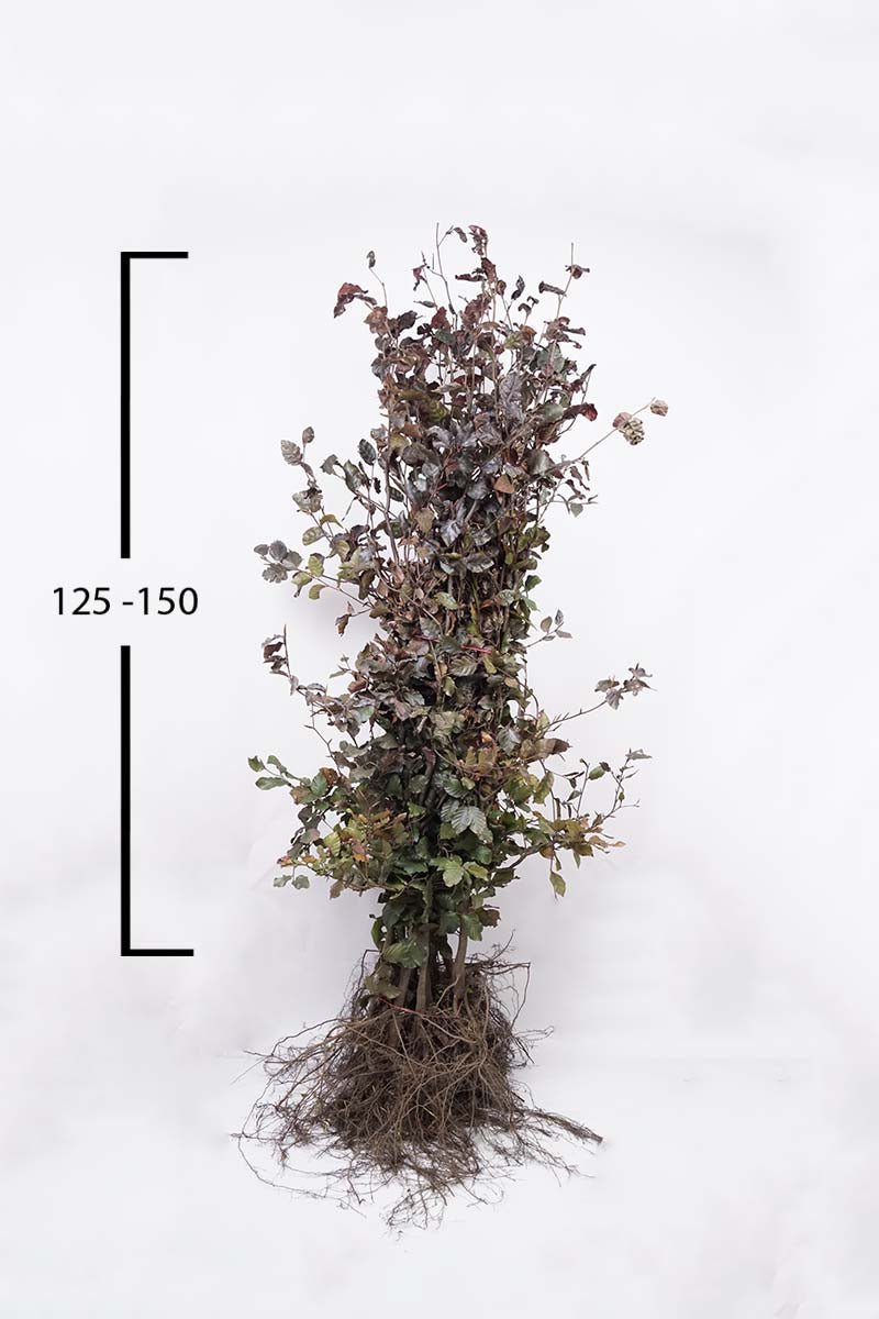 FASATROP125-150WPLANTSOE plantsoen