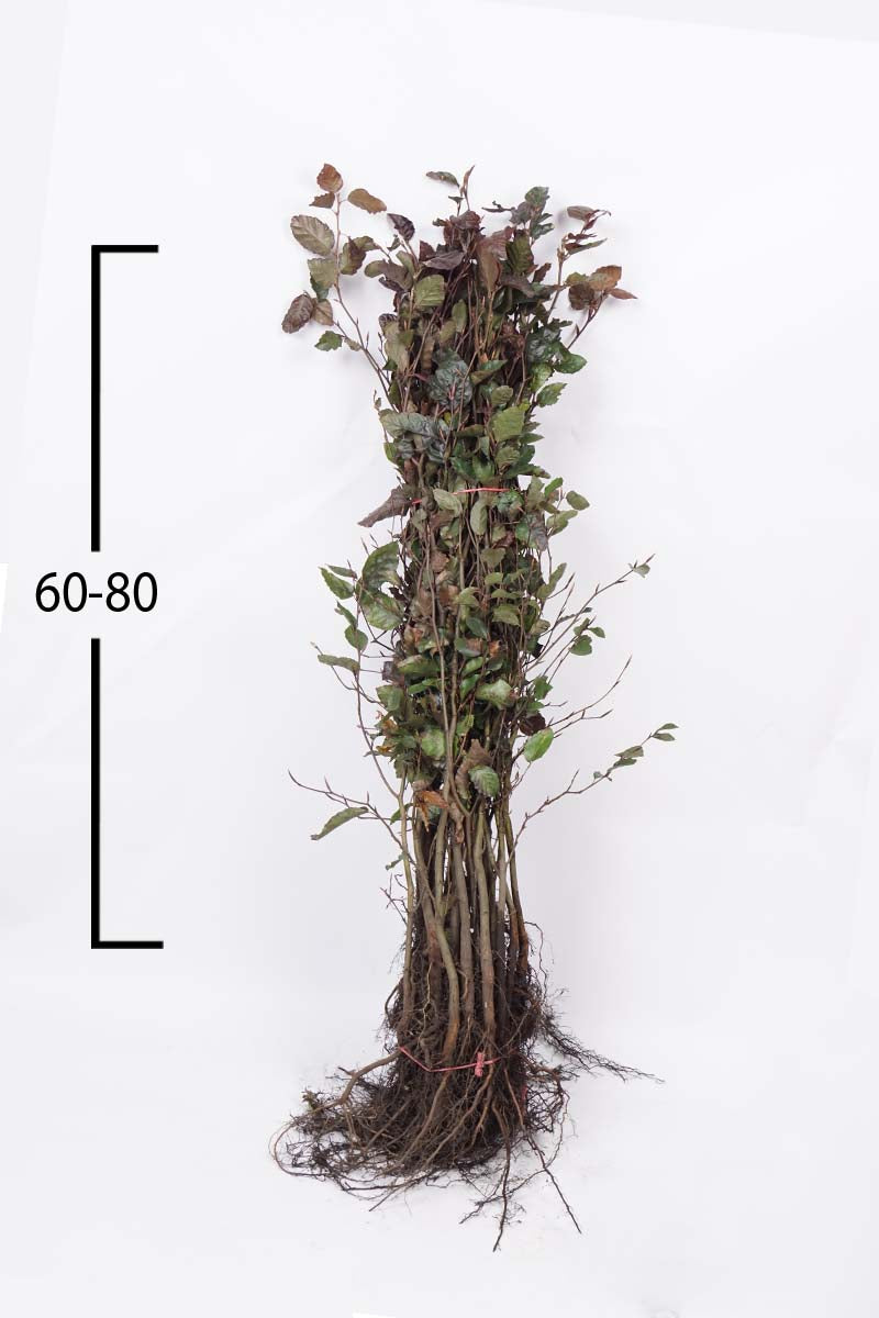 FASATROP60-80WPLANTSOE plantsoen