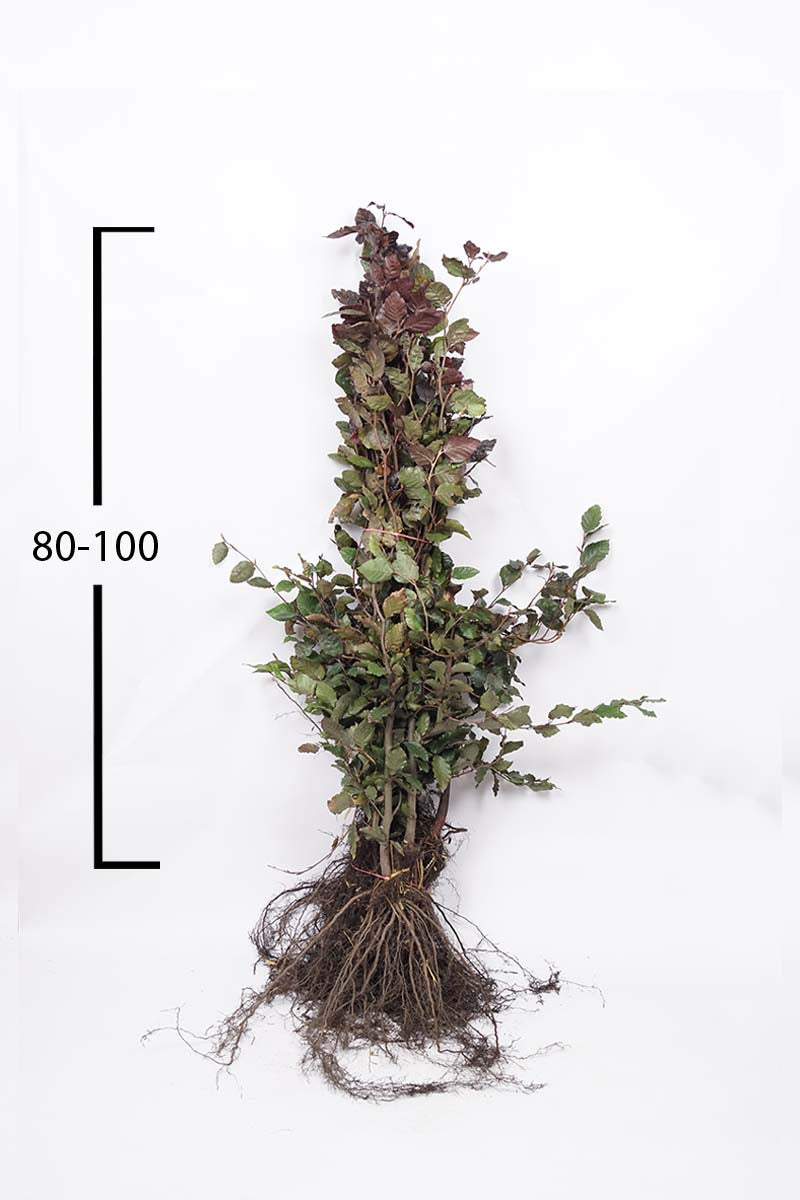 FASATROP80-100WPLANTSOE plantsoen