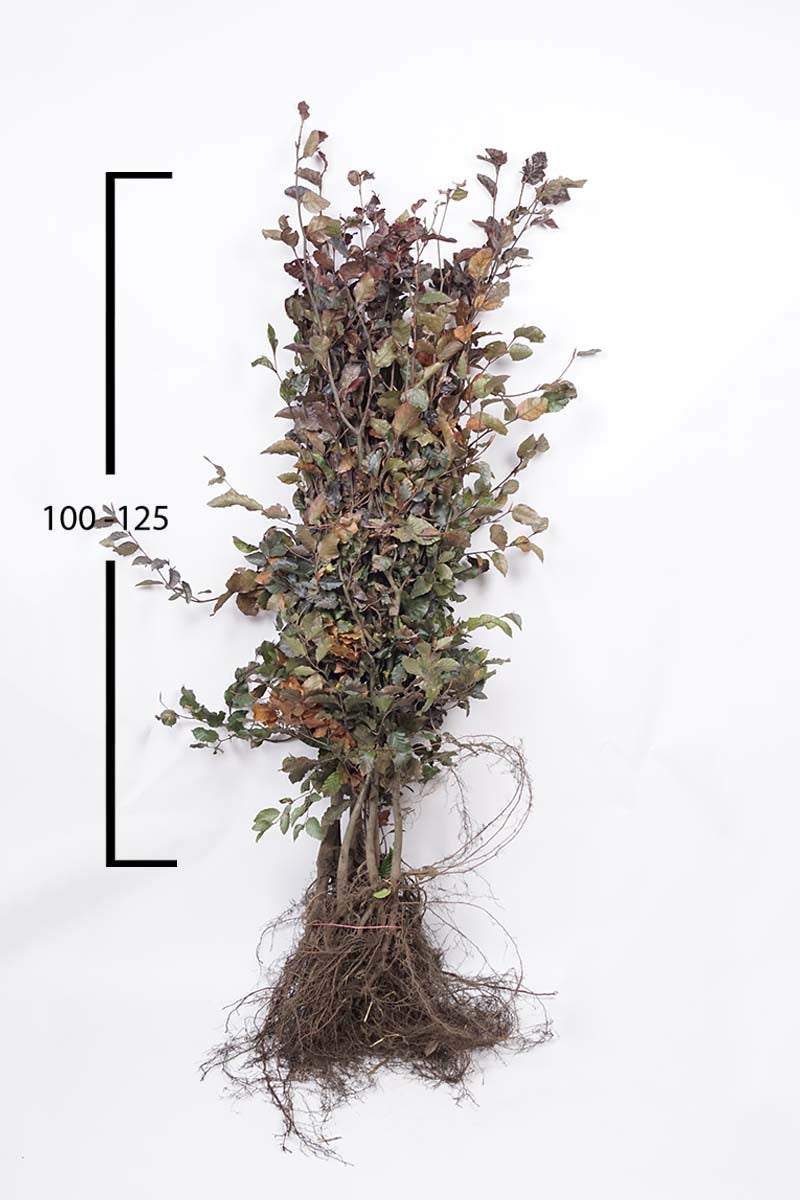 FASATROP100-125WPLANTSOE plantsoen