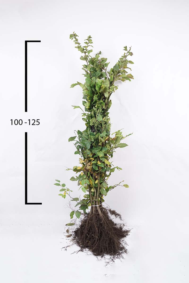CABETULU100-125WPLANTSOE plantsoen