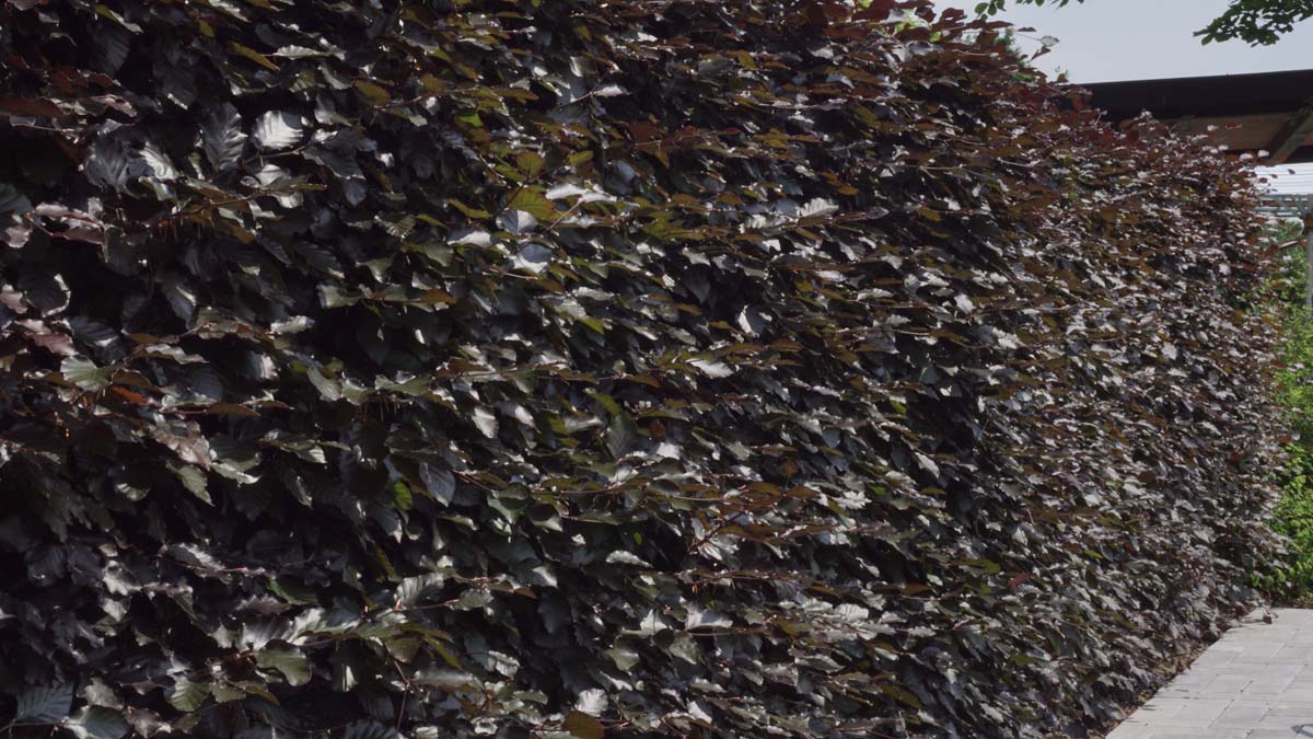 Fagus sylvatica 'Atropunicea' haagplant haagplant