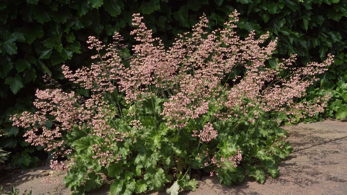 Heucherella alba 'Bridget Bloom' bloesem