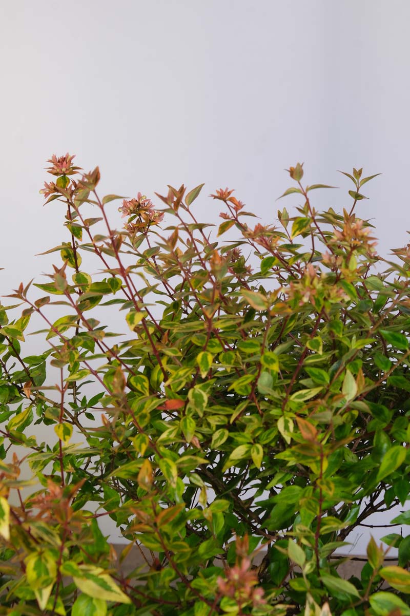 Abelia grandiflora 'Kaleidoscope' blad