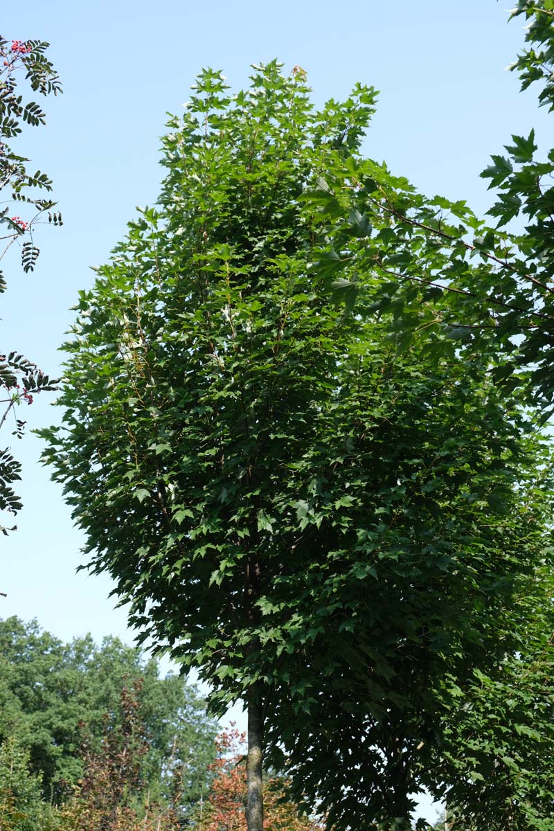 Acer rubrum 'Bowhall' op stam kroon