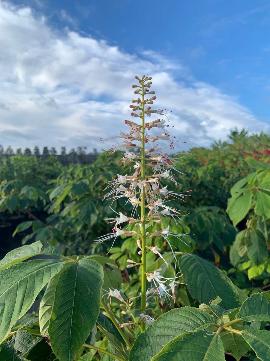 Aesculus parviflora Tuinplanten bloem